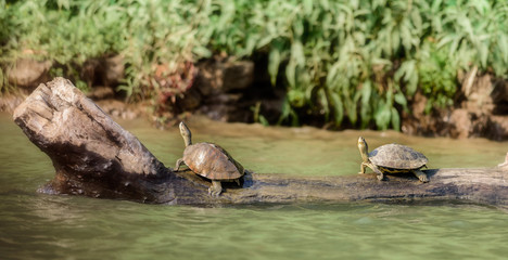 Two Indian Roofed Turtles, Kachuga tecta, basking in the sun, Mahanadi river bank inside Satkosia Tiger Reserve, copy space