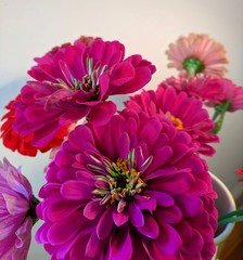 Zinnias close-up