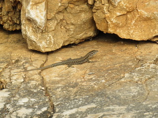 Obraz premium texture of stone with a lizard