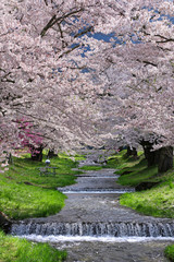 観音寺川の桜並木（福島県・猪苗代町）