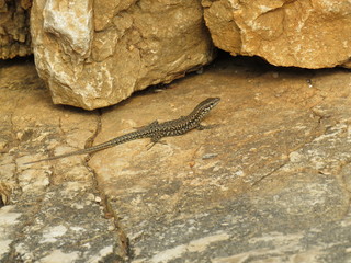 lizard on a rock