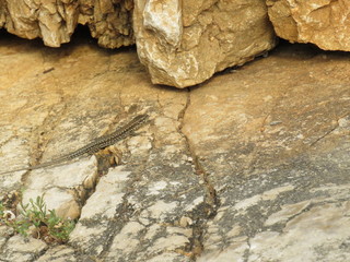 rocks in the water with a lizard