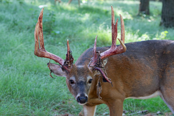 The white tailed deer  shedding  Velvet. Nature scene from north America.