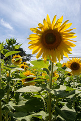 Solo Sunflower Stands Above the Rest