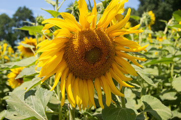 Shadow laden Sunflower in Field