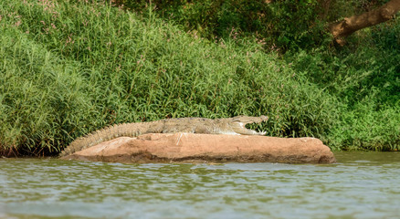 Mugger crocodile, Crocodylus palustris, in the sun,Mahanadi river bank inside Satkosia Tiger Reserve, copy space