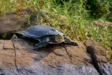 Obraz premium Indian Softshell Turtle aka Gangetic Softshell turtle, Nilssonia gangetica, sun bathing on a rock on the bank of Mahanadi River, with copy space