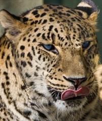 Leopardo con Lengua