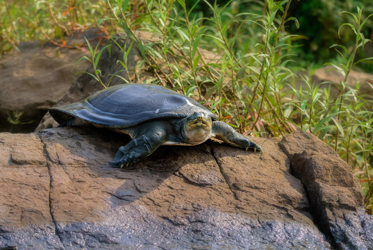 Indian Softshell Turtle aka Gangetic Softshell turtle, Nilssonia gangetica, sun bathing on a rock on the bank of Mahanadi River, with copy space