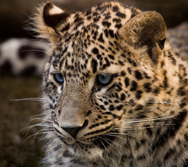 Leopardo con ojos azules