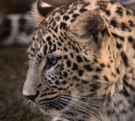 Leopardo