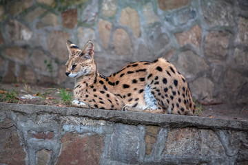 portrait of serval wild cat 