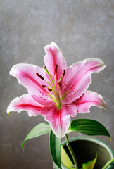 Pink and red lily flowers on grey stone background.
