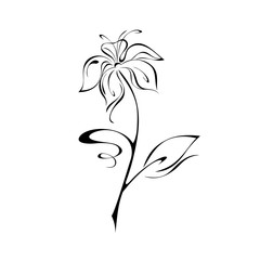 Fototapeta na wymiar one blossoming flower with large petals on a stem with one leaf and with one curl in black lines on a white background