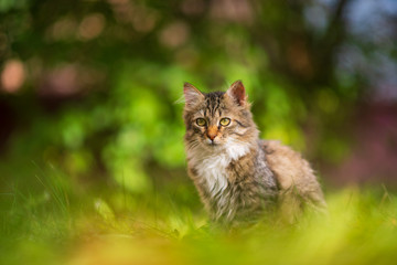Naklejka na ściany i meble Beautiful gray kitten is sitting in the green grass.