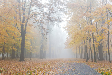 autumnal park in fog. trees with yellow leaves, ground covered with dry fallen foliage