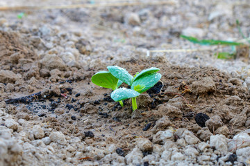 First leaves of pumpkin on the field.