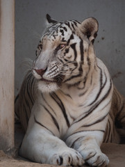 White Bengal Tiger held in captivity