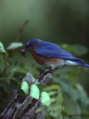 Eastern Bluebird (Sialia Sialis)