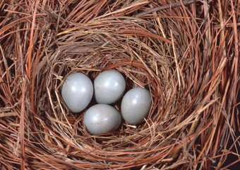 Eastern Bluebird (Sialia Sialis) Eggs in Bird Nest