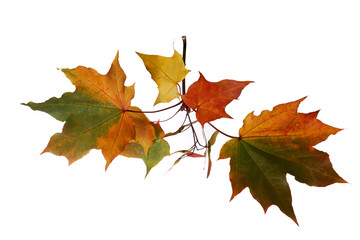 Fototapeta na wymiar Branch of autumn maple leaves isolated on white background