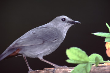Gray Catbird (Dumetella Carolinensis)