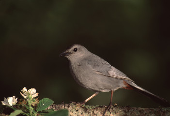 Gray Catbird (Dumetella Carolinensis)