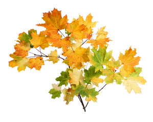 Branch of autumn maple leaves isolated on white background