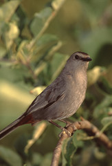 Gray Catbird (Dumetella Carolinensis)