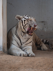 White Bengal Tiger held in captivity