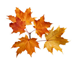 Naklejka na ściany i meble Branch of autumn maple leaves isolated on white background