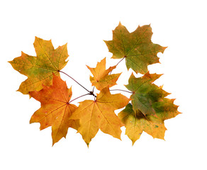 Naklejka na ściany i meble Branch of autumn leaves isolated on white background