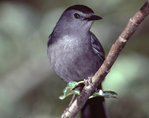 Gray Catbird (Dumetella Carolinensis)
