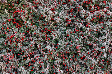 Red berries (cotoneaster horizontalis) under the frost.