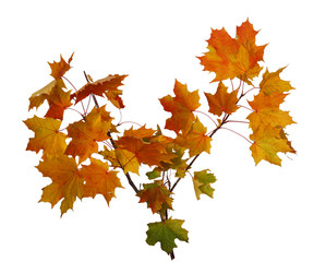 Branch of autumn maple leaves isolated on white background