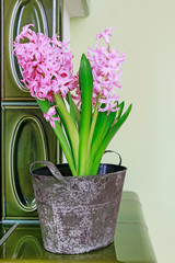 Obraz premium Easter table decoration with pink hyacinth flowers.