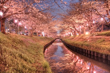 cherry blossom 日本の夜桜 船橋 海老川 千葉 ライトアップ 春2