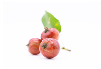 small apples on a branch. isolated apples are a small variety the size of cherries