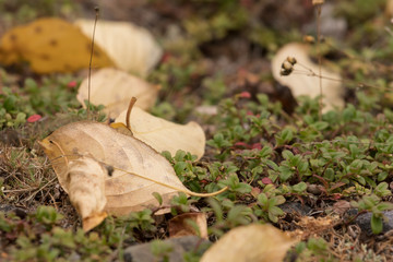 Yellow leaves lie on the ground in the tundra in autumn
