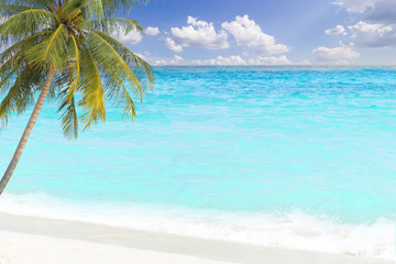 tropical palm tree and blue sea