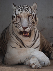 White Bengal Tiger held in captivity