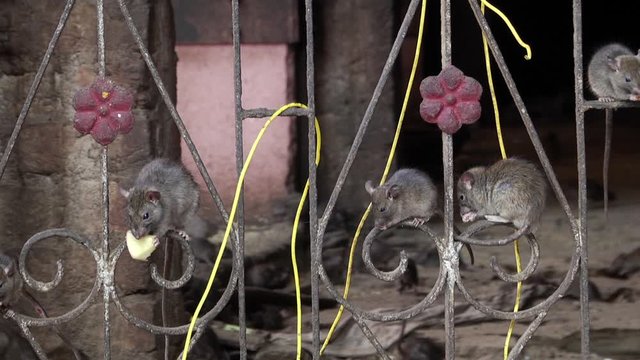 At Karni Mata temple, a mischief of rats climb up wrought iron grills to get away from other rats. Full shot.