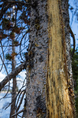 Diseased Pine Trees