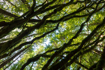 Looking upward at trees in the rain forest of Ollalie State Park, Washington, USA