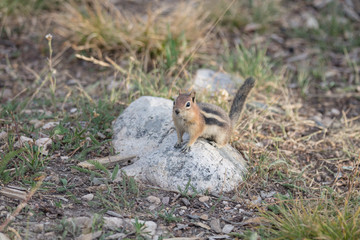 Chipmunk