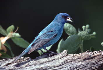 Indigo Bunting (Passerina Cyanea) Male