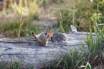 Chipmunk