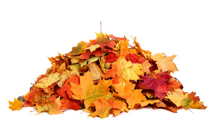 Pile of autumn colored leaves isolated on white background.A heap of different maple dry leaf .Red,...