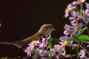 Indigo Bunting (Passerina Cyanea) Female