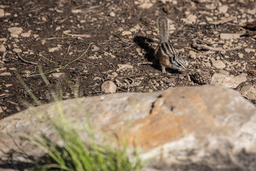 Chipmunk